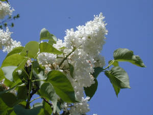 lilacs.jpg